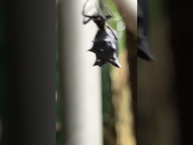 #animals #arachnid #spider She had her web in Tanasi’s kennel. I lost track of her after a week