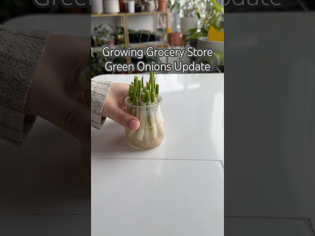 Growing Green Onions #shorts #plants #propagation #garden #indoorplants #houseplants #plantcare