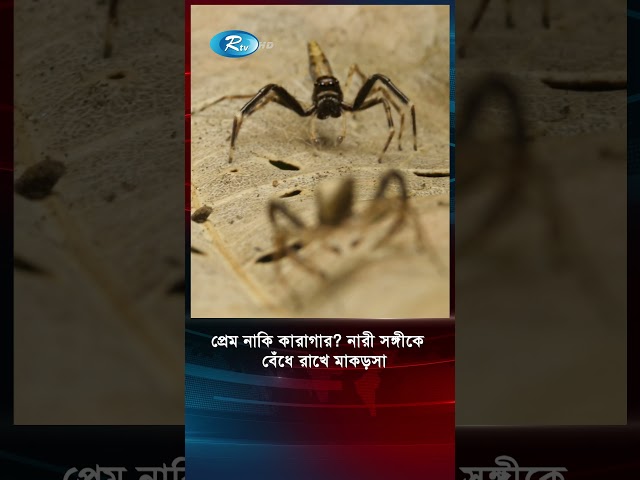 যে কারণে নারী সঙ্গীকে বেঁধে রাখে মাকড়সা! #shortvideo #spider #spiderfamily #spiderlove