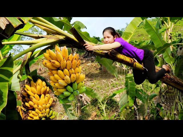 Panorama of harvesting wild bananas for sale at the market | Daily life of a single mother