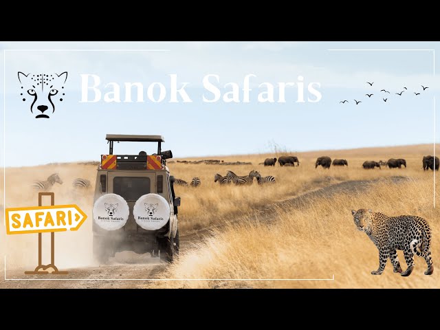 Experience Kenya's Wildlife Up Close #masaimara | Banok Safaris