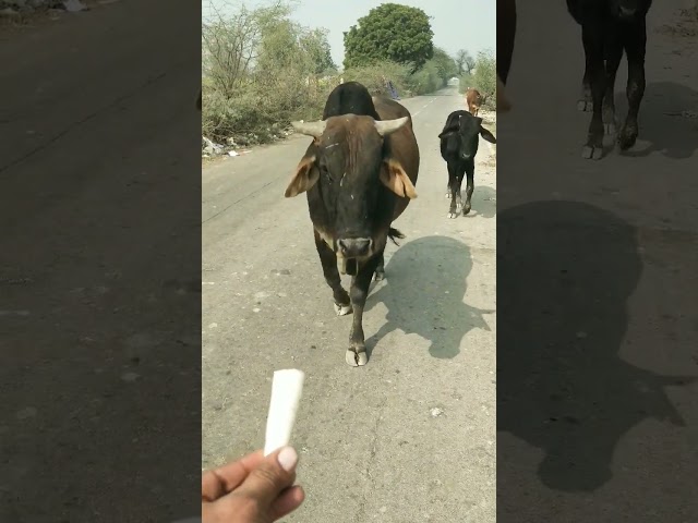 बाप बेटा #cow #ytshorts #gaumata #youtubeshorts #trendingshorts #nandi #shorts #viralshorts #cows