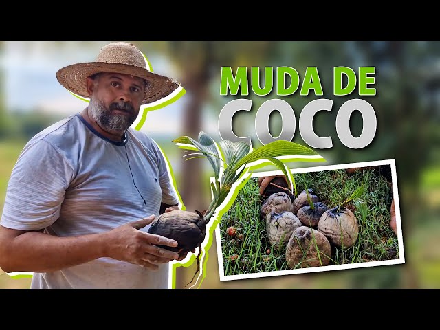 Como fazer sua muda de coco do jeito certo