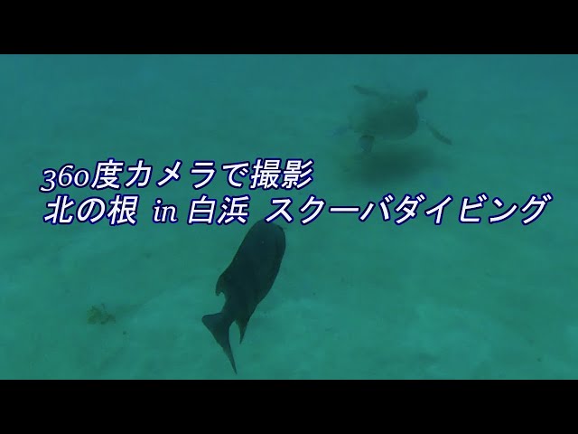 360度カメラで撮影　北の根 in 白浜スクーバダイビング