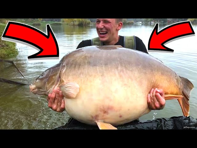 Top 5 largest carp in history #carp #fishing