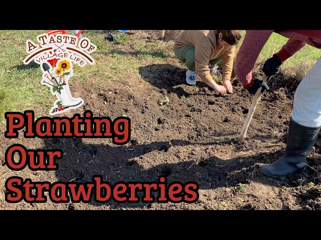 Village life ; Here is when we planted our strawberries in our Bulgarian Village