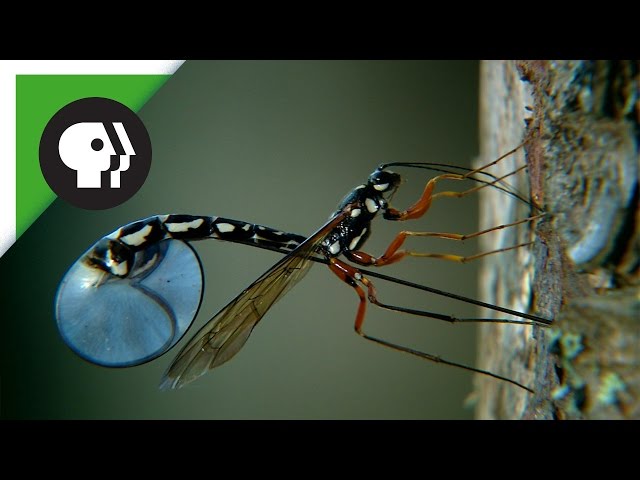 Wasp Deposits Parasitic Larvae Deep Inside Tree Trunk