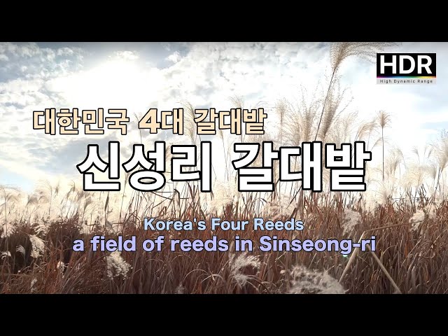 Korea's 4 major reed fields, Shinseong-ri reed field walk [4K I HDR]