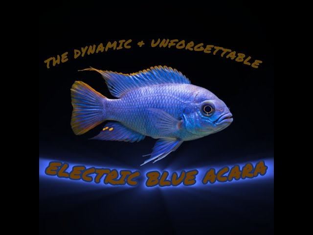 The Electric Blue Acara: The Most Unique Centerpiece Fish?