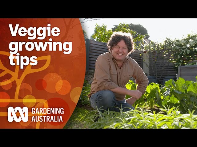 How to maximise your vegetable gardens produce year-round 🍅🍆🥒🥕 | Gardening 101 | Gardening Australia