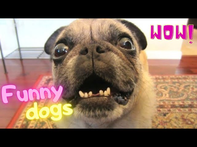 Funny dogs scared 🤣 Prank video! ❤ #shorts