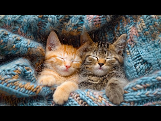 Best Lullaby Music for Cats - 12 Hours of Music that Cats Like, Cats Love Music - Sleepy Cat💤