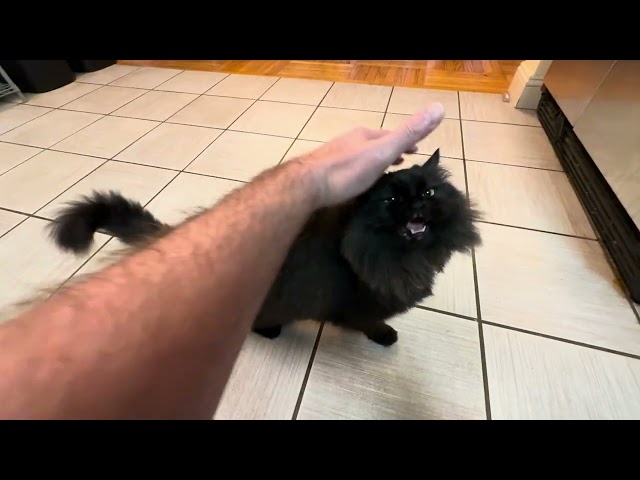 Quick pet of a cute black fuzzy cat…