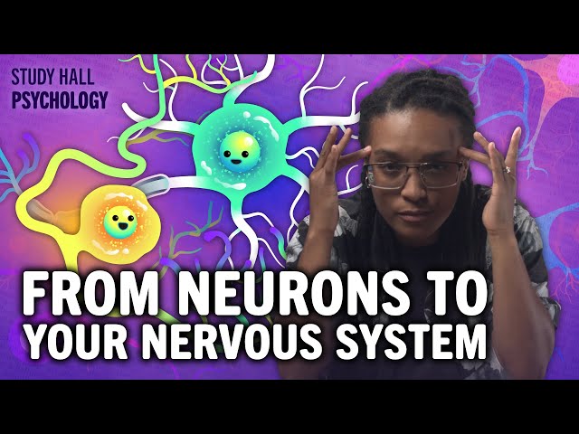 Getting to Know Your Brain | Introduction to Psychology 5 of 30 | Study Hall