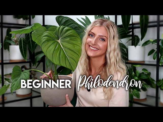 BEST AND WORST RARE PLANTS FOR BEGINNERS! | 13 Philodendron!