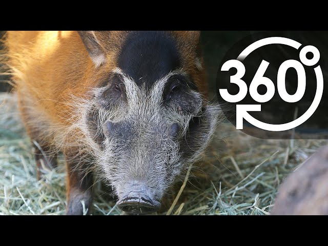 【いきもの目線】アカカワイノシシ ／ 360lives　red river hogs