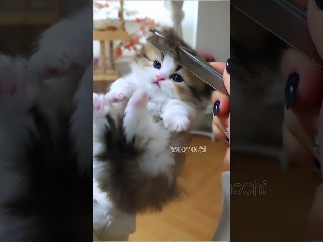 Cute Kitten's Hilarious Moment ❤️💕#hellomochi #cat #kitten #kucing