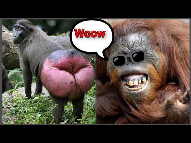 Funny animal videos collection Cat,Dog,Monkey,Donkey,Cow,Bird🐒