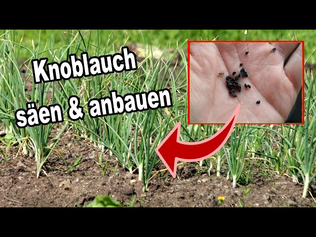 Knoblauch säen JETZT im Herbst! | Wie du Knoblauch Samen pflanzen & keimen lassen kannst!