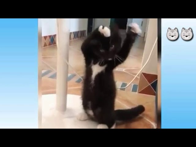 CUTE KITTY COMPILATION 😻😻😻