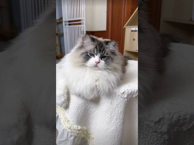 Ragdoll cat ulala You are so naughty ASMR