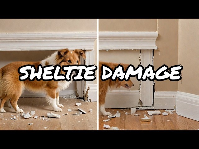 Advice: Lyla the anxious sheltie versus our inside drywall & baseboard