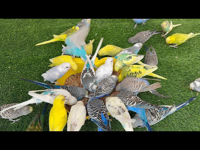 Most HUNGRY Budgies Fighting For Food Warm Seeds Winters Diet Plan