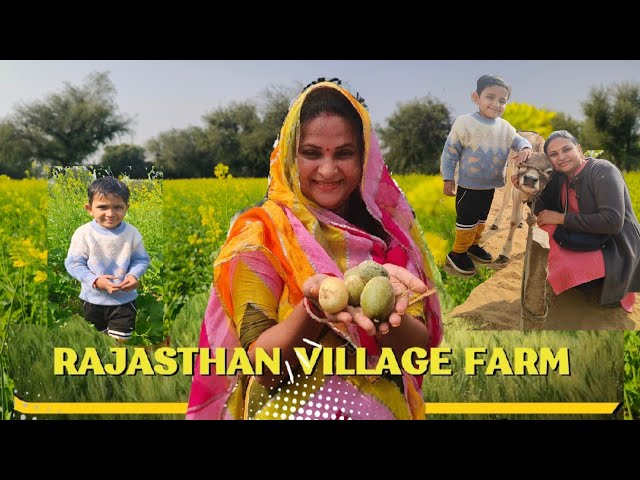 A Full Day at Village Farm😊 || Village life at Rajasthan || Village Life