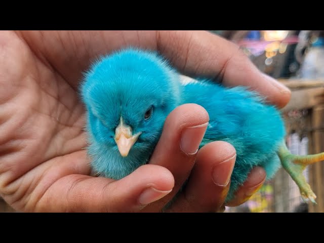 Menyelamatkan Banyak Anak Ayam Lucu Dibalik Daun Pisang, Bebek, Ikan Hias, Kura Kura Brazil, Buaya