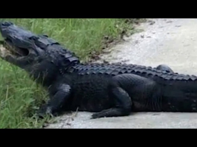 The sound this alligator makes while chomping down on a turtle is absolutely horrific