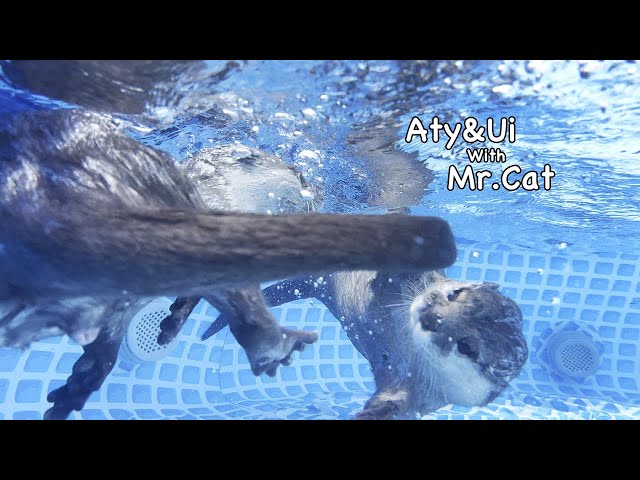 Otters in The Pool Are So Comical and Funny. [Otter life Day 701]