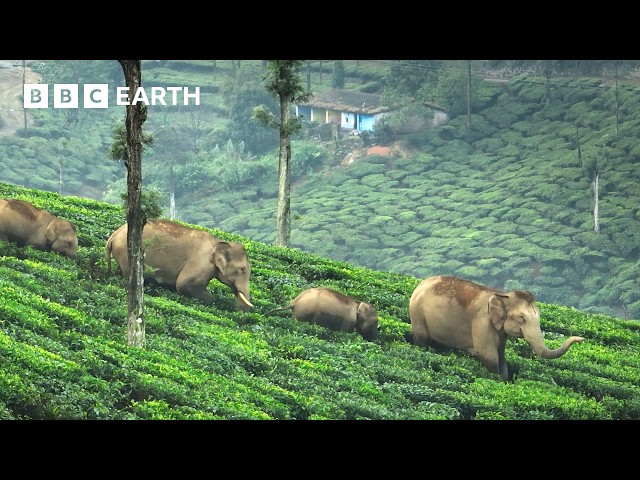 The 'Elephant Guy' Saving Elephants in India | The Making of Asia | BBC Earth