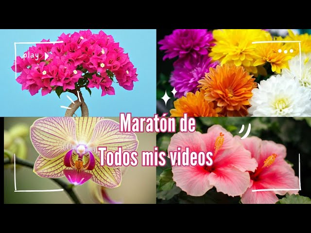 Una Recolección de todos mia videos en vivo 🤗