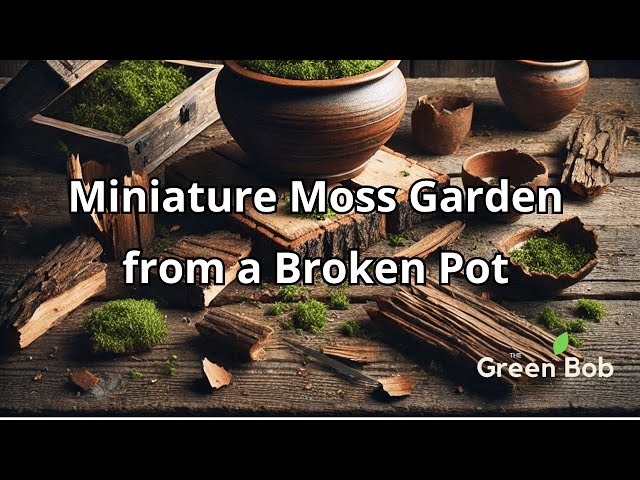 Turning a Broken Bonsai Pot into a Miniature Moss Garden”