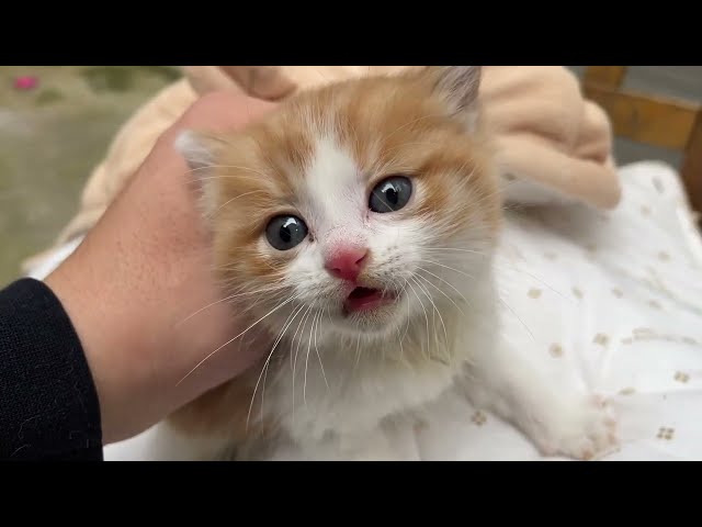 A stray kitten was brought to the yard, shaking and meowing,I tried to calm him down by petting him.