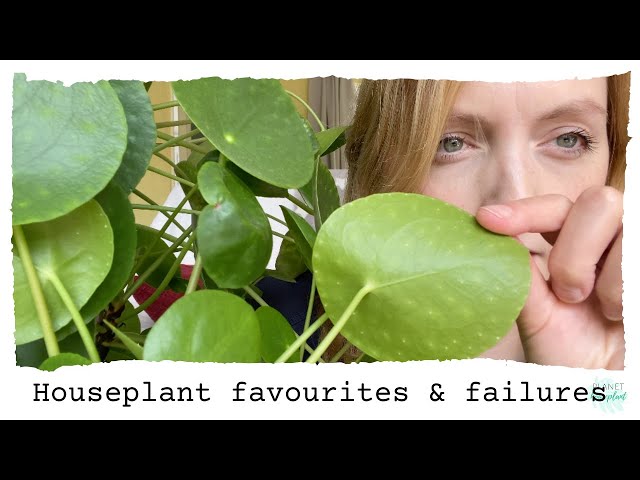 Houseplant Favourites & Failures - Monstera Dubia, scindapsus pictus, pilea peperomioides & more