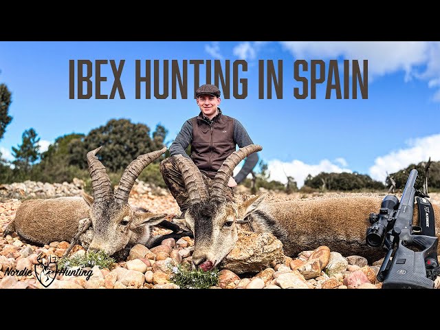 NH: Ibex Hunting in Spain | 2024