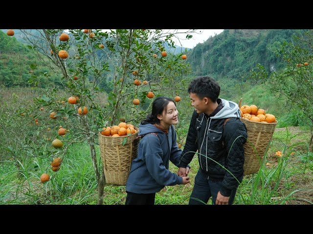 Harvest oranges at the end of the season and enjoy peaceful life at the farm