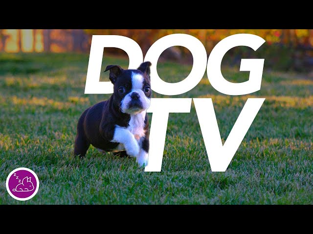 [No Ads] DOG TV - Relaxing Virtual Dog Walk - Entertainment for Dogs!