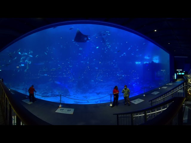 SG VR | Aquarium - Large Screen of Ocean Animals