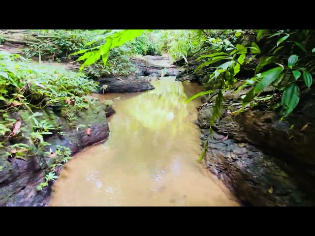 শ্রীমঙ্গল না দেখলে বাংলাদেশের অর্ধেক দেখা হবে না!