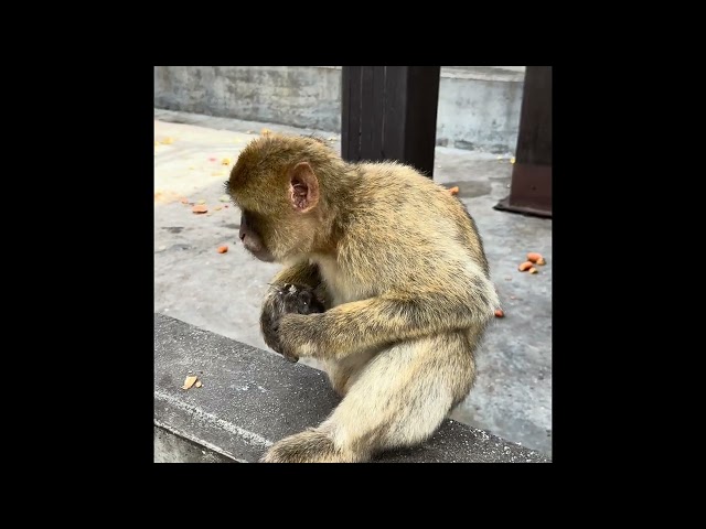 Meeting the Wild Monkeys of Gibraltar #travel #hollandamericacruise #cruiseship