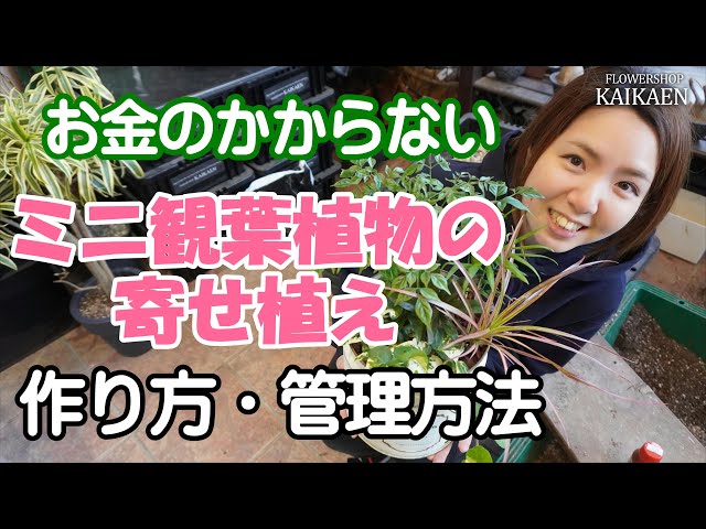 ミニ観葉植物　使った　寄せ植え　作り方　置く場所　管理方法【おうちでグリーン】開花園チャンネル