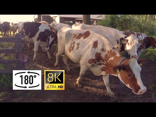 180° POV - Curious cows spot camera on their way to the meadow! | Nieuwsgierige koeien naar de wei