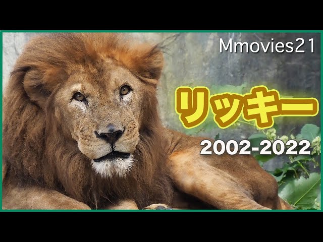 円山動物園のライオン「リッキー」19歳までのヒストリー〜優しさとプライド〜Rickey the Lion history