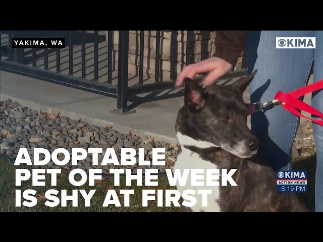 Adoptable Pet of the Week is Shy at First