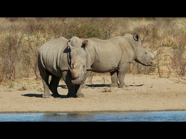 4K Video REVEALS 40 Amazing Animal Names in Africa!