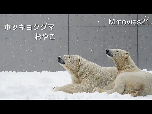 ホッキョクグマおやこ Polar Bear "Lara&Lila" Original Song