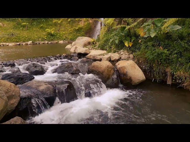 Forest Stream - Relaxing River Sounds - No Birds - Ultra HD Nature Video - Relax, Sleep, Study