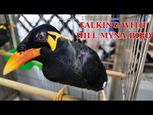 20 minutes Amazing talking with Hill Myna Bird with sound and talking ASMR